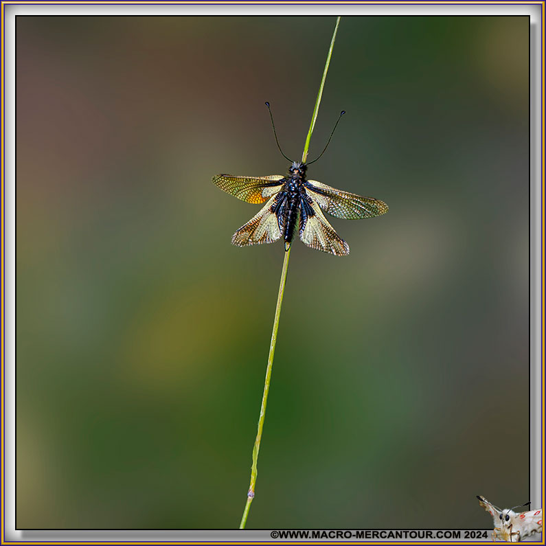 Ascalaphe